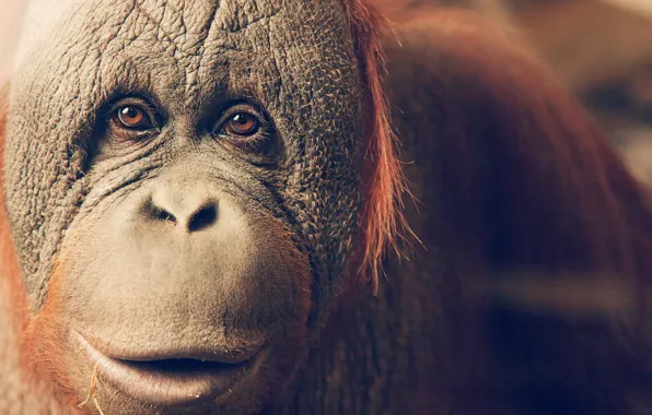 Picture look, monkey, Orangutan