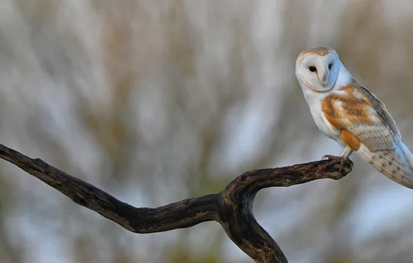 Owl, bird, branch, snag, grey background, bokeh, the barn owl