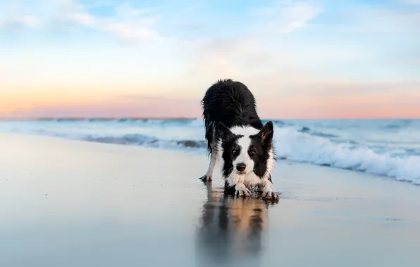 Sea, wave, the sky, look, nature, pose, shore, dog