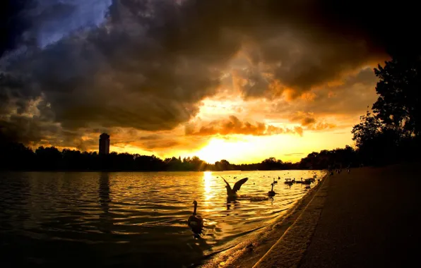 Picture The sun, Water, House, Rays, Swans