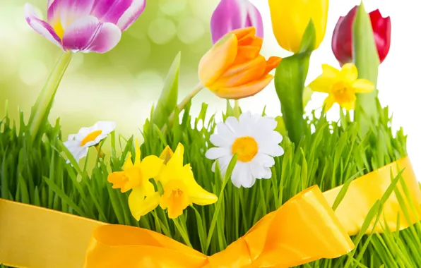 Grass, flowers, chamomile, spring, colorful, meadow, tulips, bow