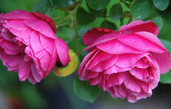 Leaves, drops, macro, flowers, roses, petals, pink, Duo