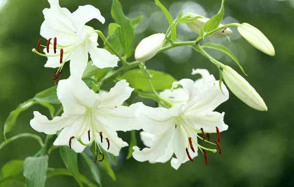 White, macro, Lily, buds