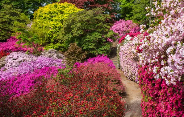 Trees, flowers, England, alley, the bushes, Windsor great Park