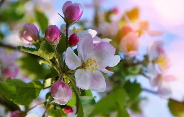 Spring, Apple, flowering, Gаbor Adonyi