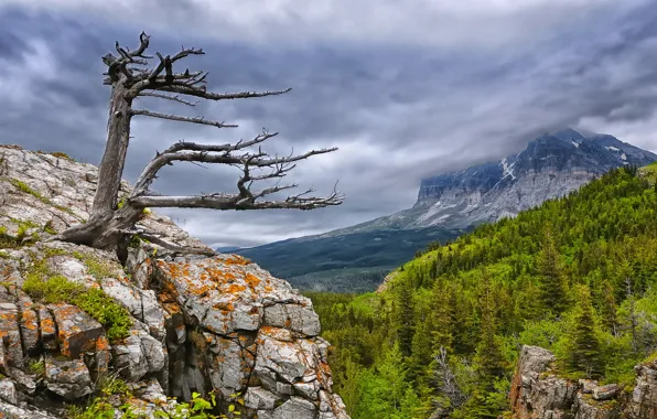 Forest, trees, mountains, Glacier National Park