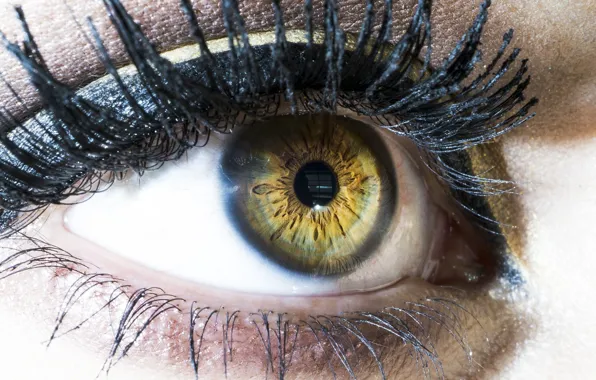 Eyes, eyelashes, the pupil