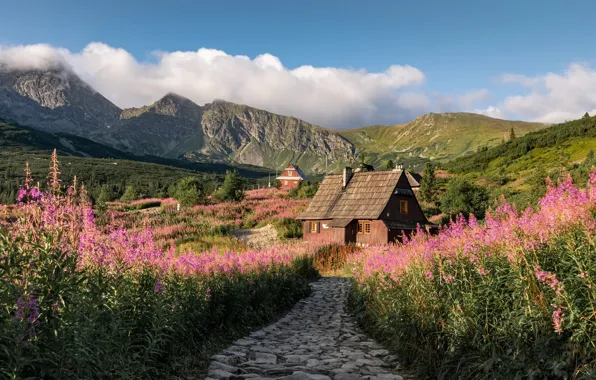 Summer, flowers, mountains, Poland, houses, path, Tatras, Ivan-tea