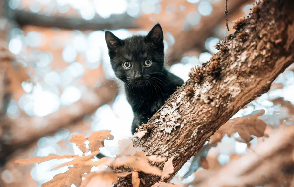 Picture cat, look, leaves, trees, black, small, muzzle, kitty
