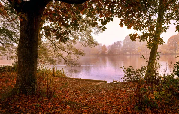 Autumn, trees, branches, fog, lake, pond, bird, shore