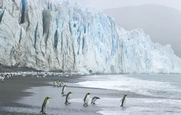 Picture wave, penguins, glacier