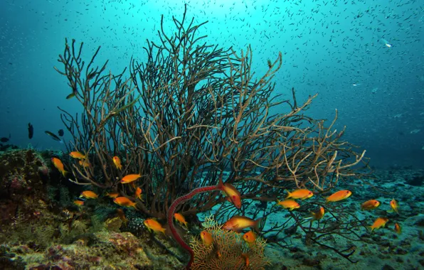 Picture fish, the ocean, corals, underwater world