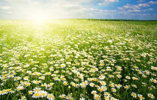 Picture Flowers, Field, Chamomile, A lot