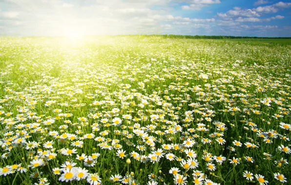 Flowers, Field, Chamomile, A lot