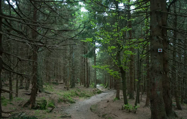 Picture forest, Nature, trail, forest, nature, path