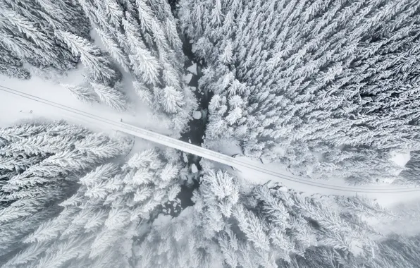 Picture winter, forest, trees, bridge, nature, river