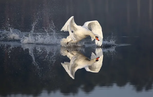 Reflection, bird, Swan, the rise, pond