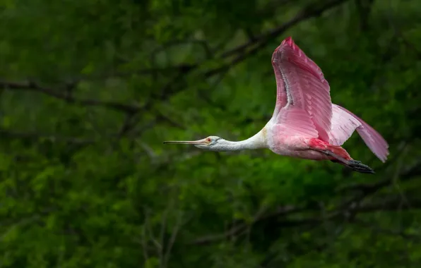 Picture greens, flight, branches, bird, foliage, wings, profile, the bushes