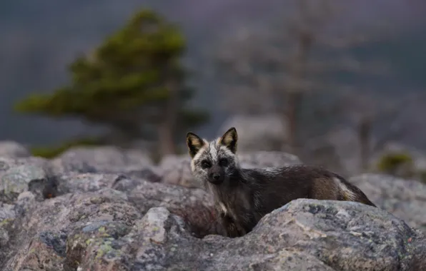 Branches, nature, stones, tree, Fox, pine, Fox, Fox