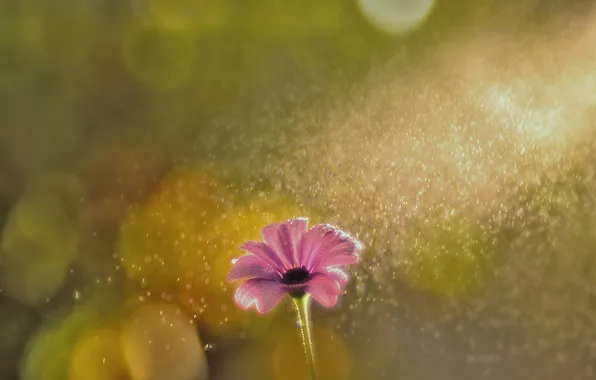 Picture flower, glare, pink, petals, bokeh, Daisy, in the rain