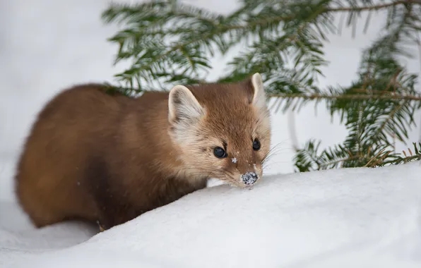 Winter, snow, nature, Pine Marten