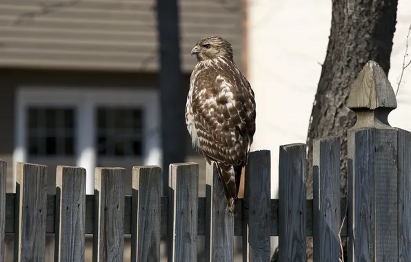 Picture bird, the fence, hawk
