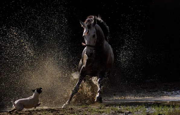 Picture squirt, horse, dog