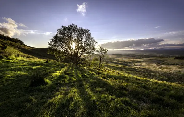 Picture field, landscape, tree, morning