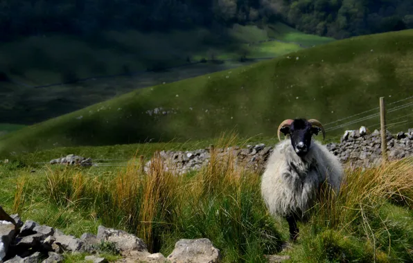 Picture grass, look, landscape, nature, stones, hills, sheep, pasture