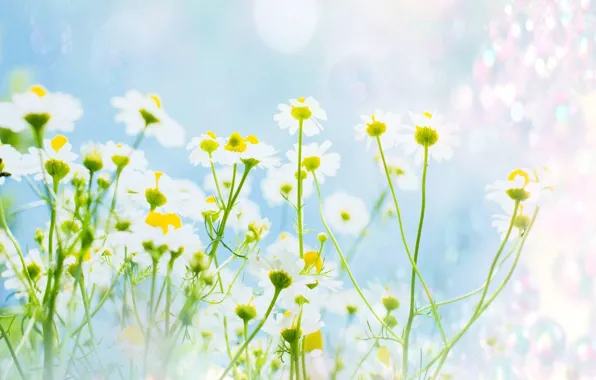 Picture summer, flowers, chamomile