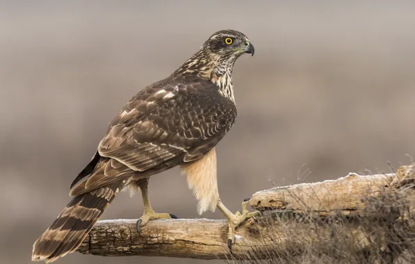 Picture background, bird, predator