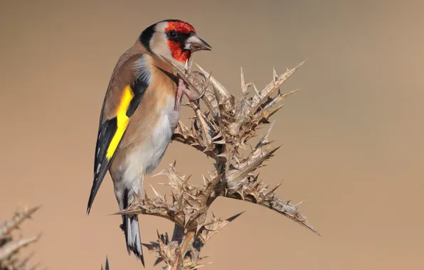 Picture bird, barb, goldfinch