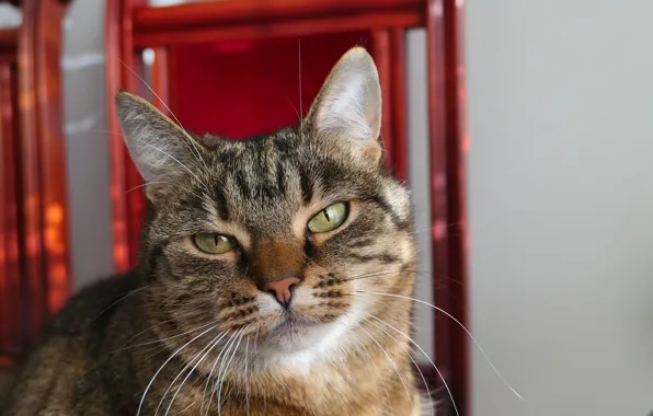 Cat, cat, face, background, portrait, bokeh, tabby
