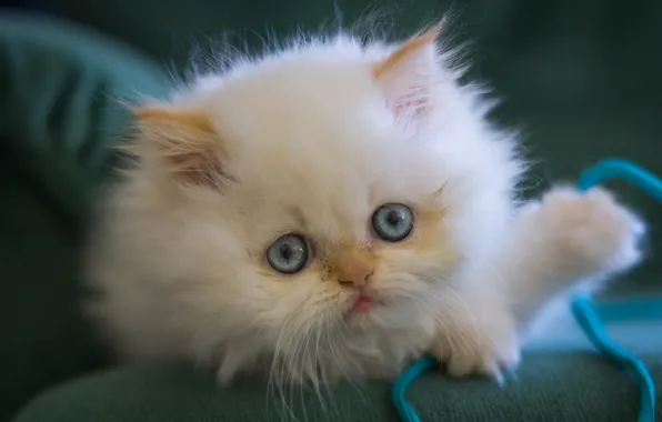 White, look, fluffy, muzzle, kitty, blue eyes