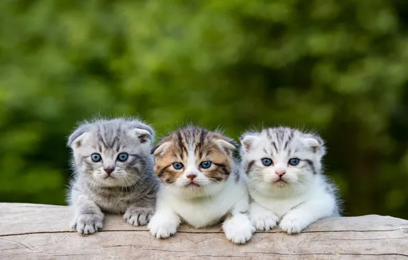 Kittens, log, kids, trio, green background, bokeh, three kittens, Scottish fold