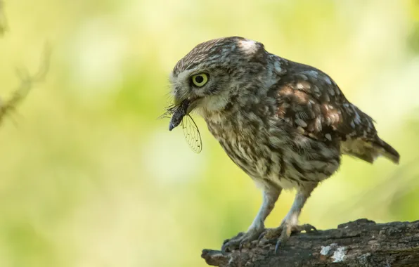 Look, light, pose, green, background, owl, bird, insect