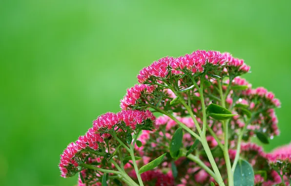 Leaves, nature, plant, the bushes, inflorescence