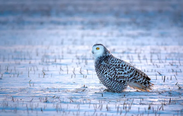Picture winter, field, white, grass, look, snow, owl, bird