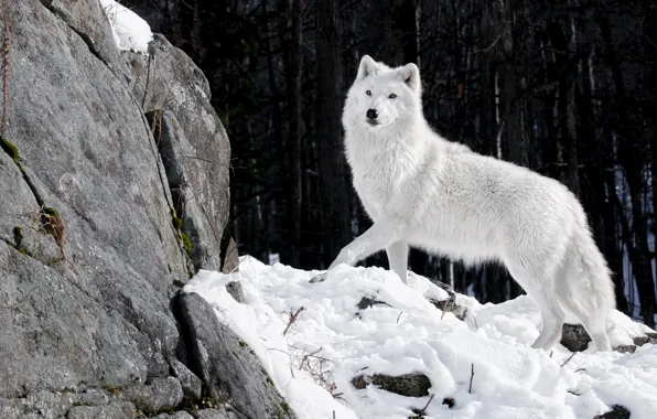 Picture winter, forest, white, snow, nature, stones, wolf, predator