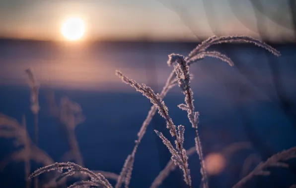 Picture winter, frost, landscape, beauty, photos, Photographer Dmitry Shmatov