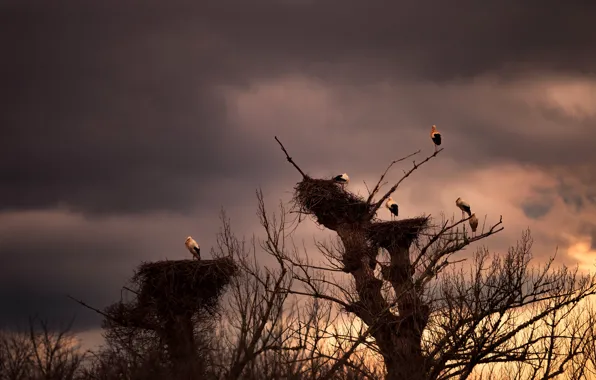 The sky, clouds, trees, birds, branches, clouds, socket, stork