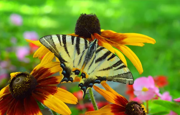 Picture Macro, Flowers, Butterfly, Flowers, Macro, Butterfly