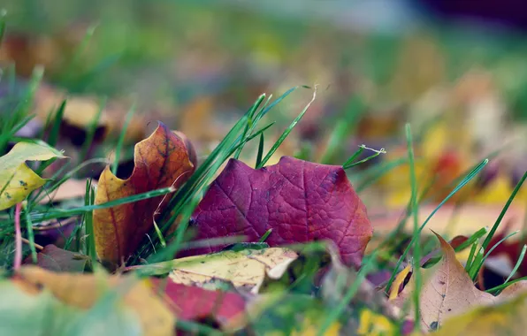 Picture autumn, grass, leaves