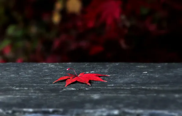 Picture surface, red, sheet, grey, maple