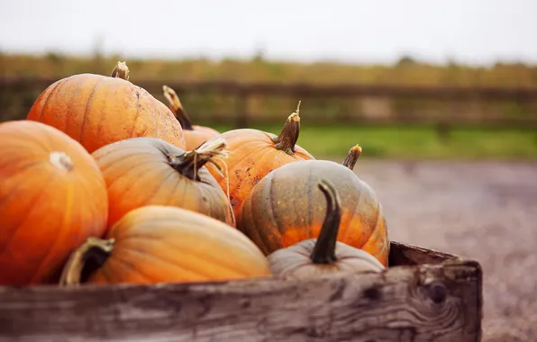 Autumn, macro, pumpkins