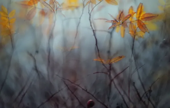 Autumn, leaves, branches