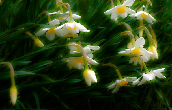 Picture nature, Flowers, spring, the Narciso