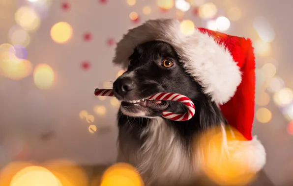 Picture dog, New Year, Christmas, Christmas, dog, 2018, Merry Christmas, Xmas