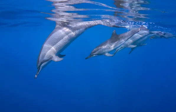 Dolphin, the ocean, Manta, prodelin
