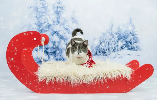 Winter, cat, eyes, cat, look, snow, red, background